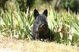 SCOTTISH TERRIER 248
